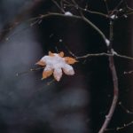 銅賞「ひとひらの秋」櫻井勝美