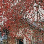 銅賞「里の秋」髙柳芳永