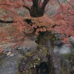 佳作「雨に濡れて」豊田弘和