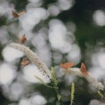 佳作「戯れ」小島淑弘