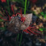 銀賞「たくましい生命」小曽根栄子