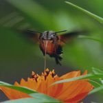 銅賞「ちいさなオスプレイ」狩野哲男