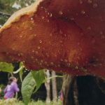 佳作「若者よ汗を出せ」山崎君枝